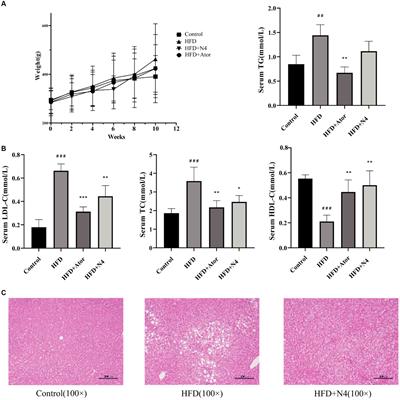 Lactiplantibacillus plantarum N4 ameliorates lipid metabolism and gut microbiota structure in high fat diet-fed rats
